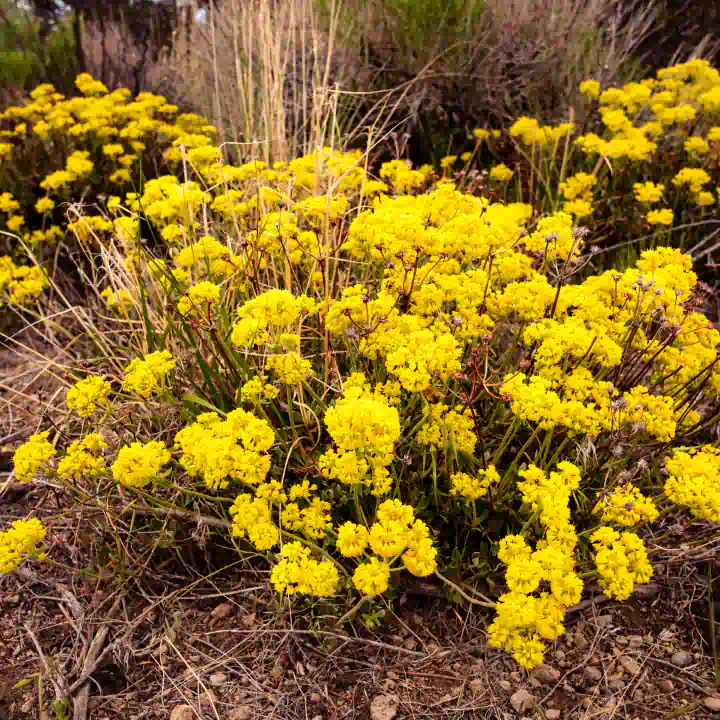 Sulphur Flower Buckwheat
